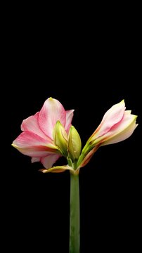 Time Lapse of flowering Amaryllis on black background. Spring timelapse of Hippeastrum flowers