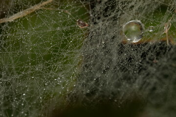 dew on a spider web