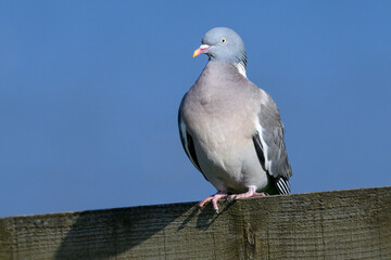 Wood Pigeon
