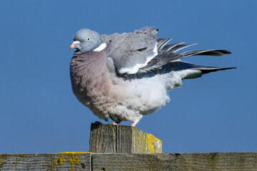 Fototapeta premium Wood Pigeon