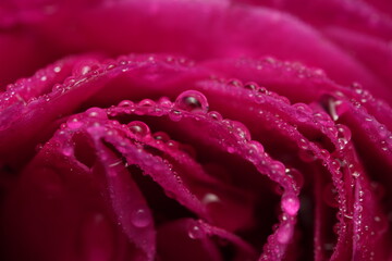 pink rose with water drops
