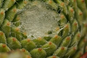cactus close up