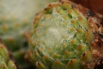 close up of cactus with spider web
