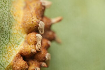insect house on a leaf