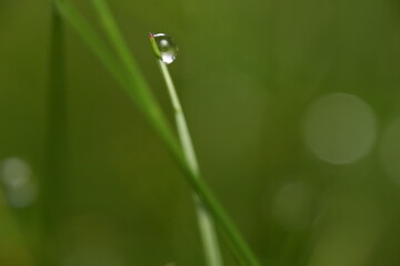 drop on grass