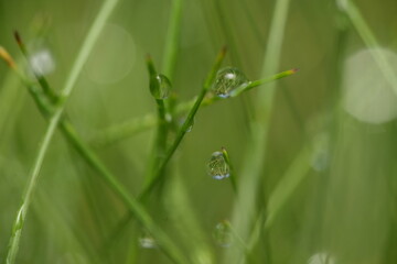 dew on grass