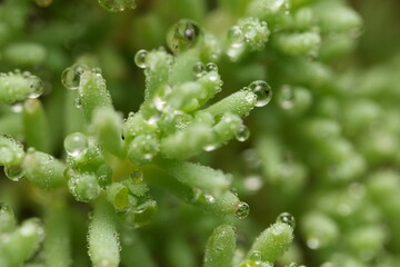 dew on a grass
