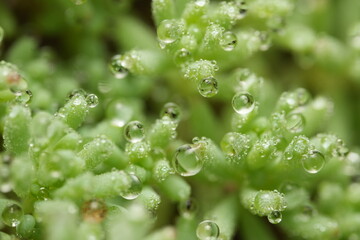 green grass with dew drops