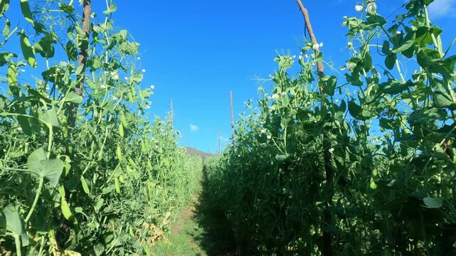 Cultivo de arveja vertical en Ecuador