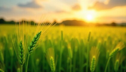 Golden hour sunlight bathes a lush green field of ripening wheat, swaying gently in the warm summer breeze  A vibrant scene of agricultural abundance  ,  crop,  field