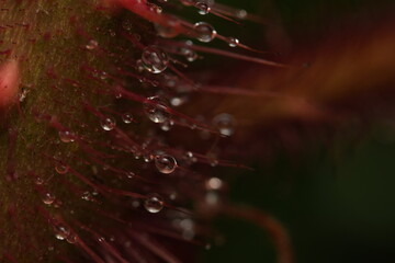dew drops on a red flower