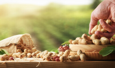 Wooden table filled with harvested peanuts with a growing background