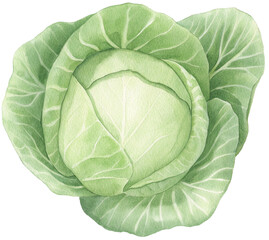 Fototapeta premium Watercolor illustration of a cabbage on transparent background.