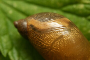 snail on a leaf