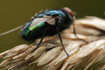 fly on leaf