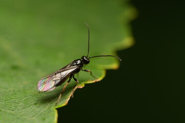 fly on leaf