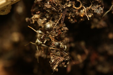 ant macro shot