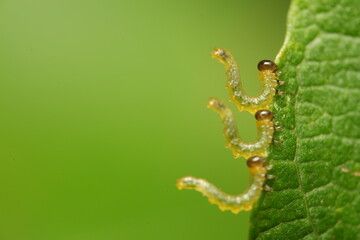 caterpillars on leaf