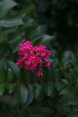 Crepe Myrtle