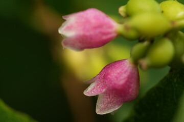 close up of a flower