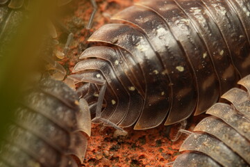 Oniscus close up