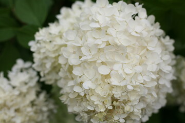 White Flowers