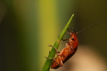 red bug on grass