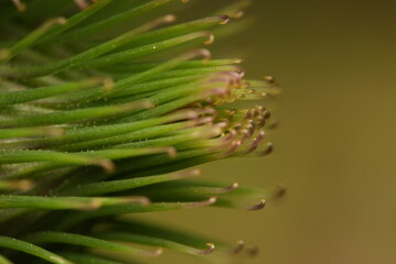close up of a pine needles