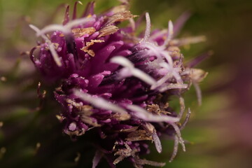 purple thistle flower