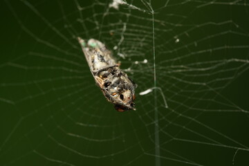 spider on a web