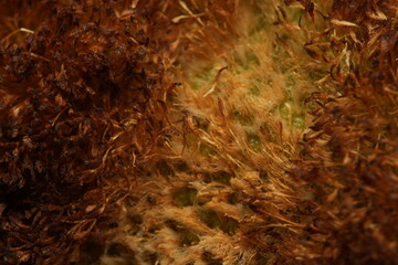 close up of a dry plant