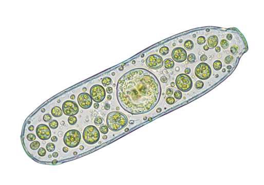 Microscopic View Paramecium Caudatum Protist isolated on transparent background