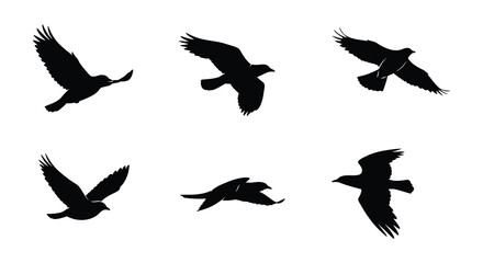 birds in flight captured with artistic shadow silhouette