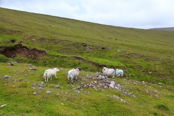 Sheep in Dingle Peninsula in Ireland. Grazing sheep marked with special dales marker paint.