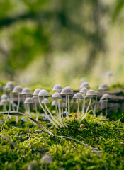 The Coprinellus disseminatus mushroom on a tree	