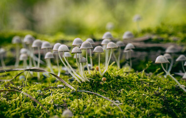 The Coprinellus disseminatus mushroom on a tree	