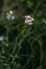 Flowering of the berteroa incana plant