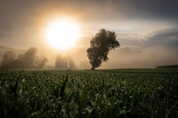 Morgennebel
