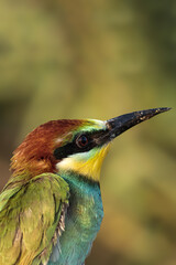 bird