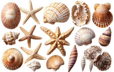seashells and starfish isolated on a transparent background.