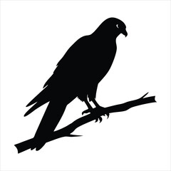 Silhouette of a hawk perched on a tree branch against a white background