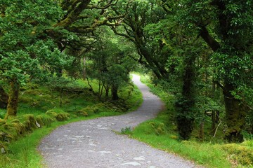 Fototapeta premium Torc Mountain trail forest. Summer nature in Killarney National Park in County Kerry in Ireland.