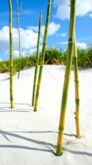 Fototapeta premium Several vibrant green and yellow bamboo stalks stand tall in soft white sand, highlighting the tranquil beauty of nature.