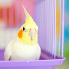 A close-up view of a cheerful cockatiel parrot, bright yellow and white plumage, resting in a vibrant purple cage.