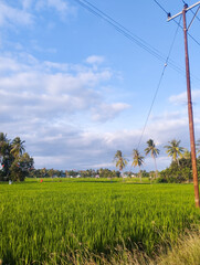 Scenic view of lush green rice field with tall coconut trees, clear blue sky, and fluffy white clouds in tropical countryside landscape. Perfect for agriculture, rural, and nature themes