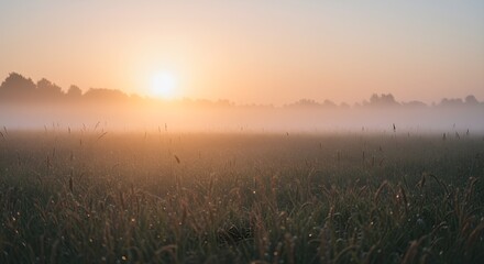 Fototapeta premium Misty sunrise over a field of tall grass creating a serene and peaceful landscape