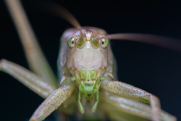 Bush Cricket