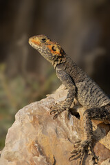 lizard an rock