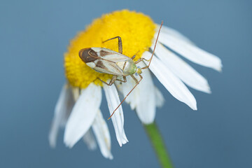 Insect On The Daisy Flower