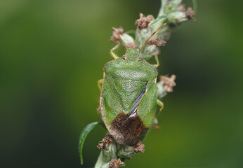 Green Shield Bug